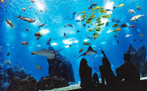 Oceanarium .
